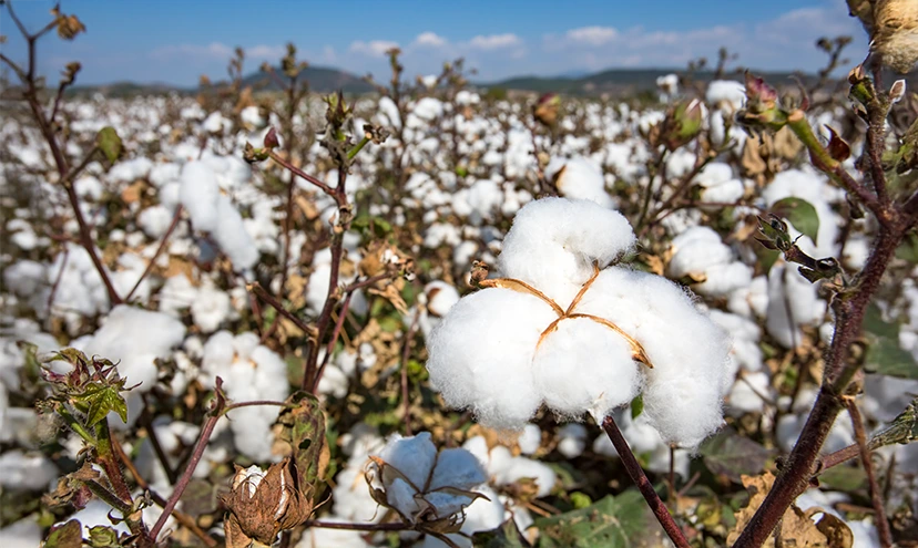 COTTON major challenges