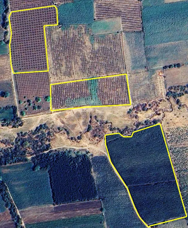 High-resolution view of Mango, Orchard and Subabul plantation boundaries in Gujarat