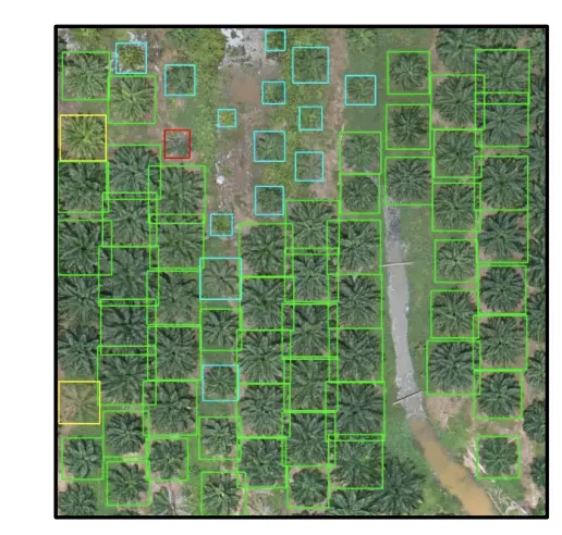 Model output showing tree crowns detected across plantation blocks