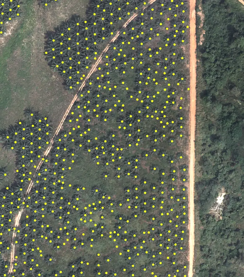 High-resolution plantation image with individual trees counted