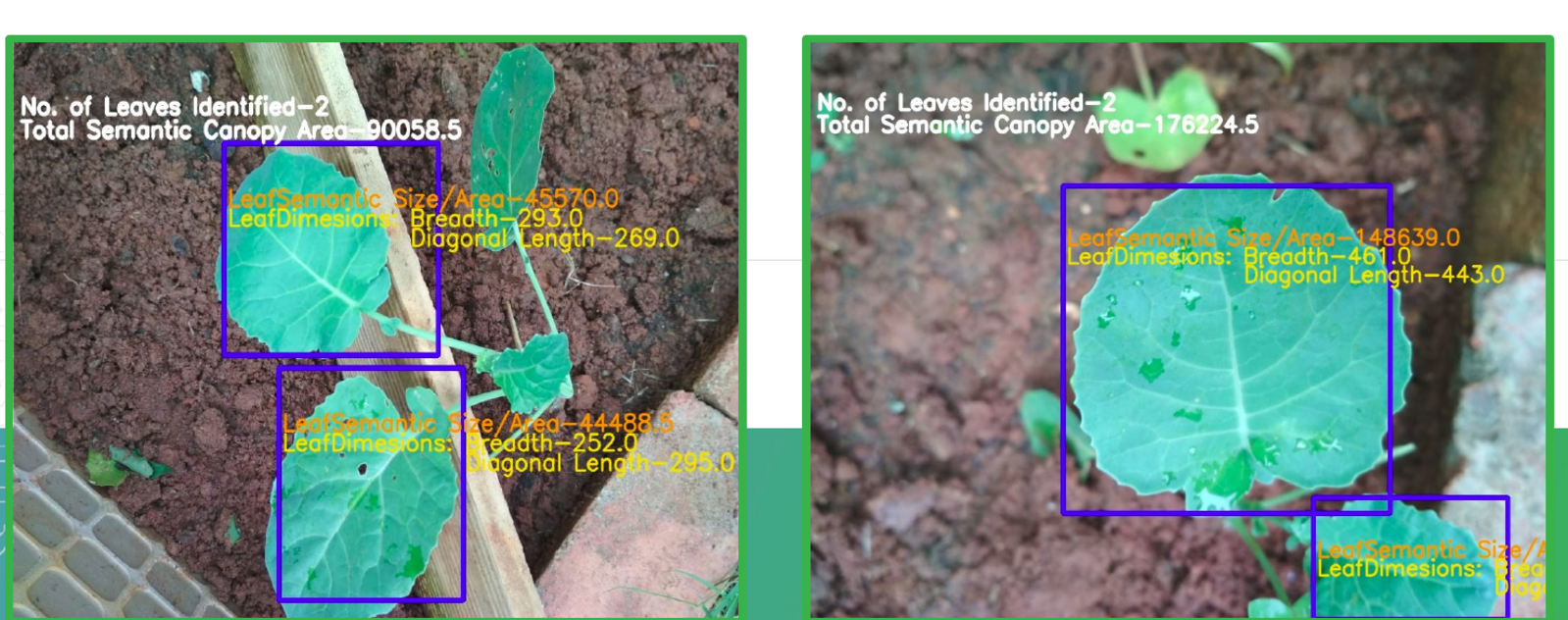 Vision model output identifying leaves and measuring leaf dimensions