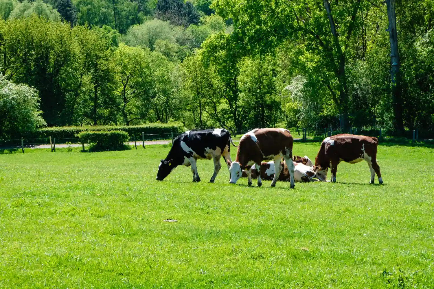 Cows