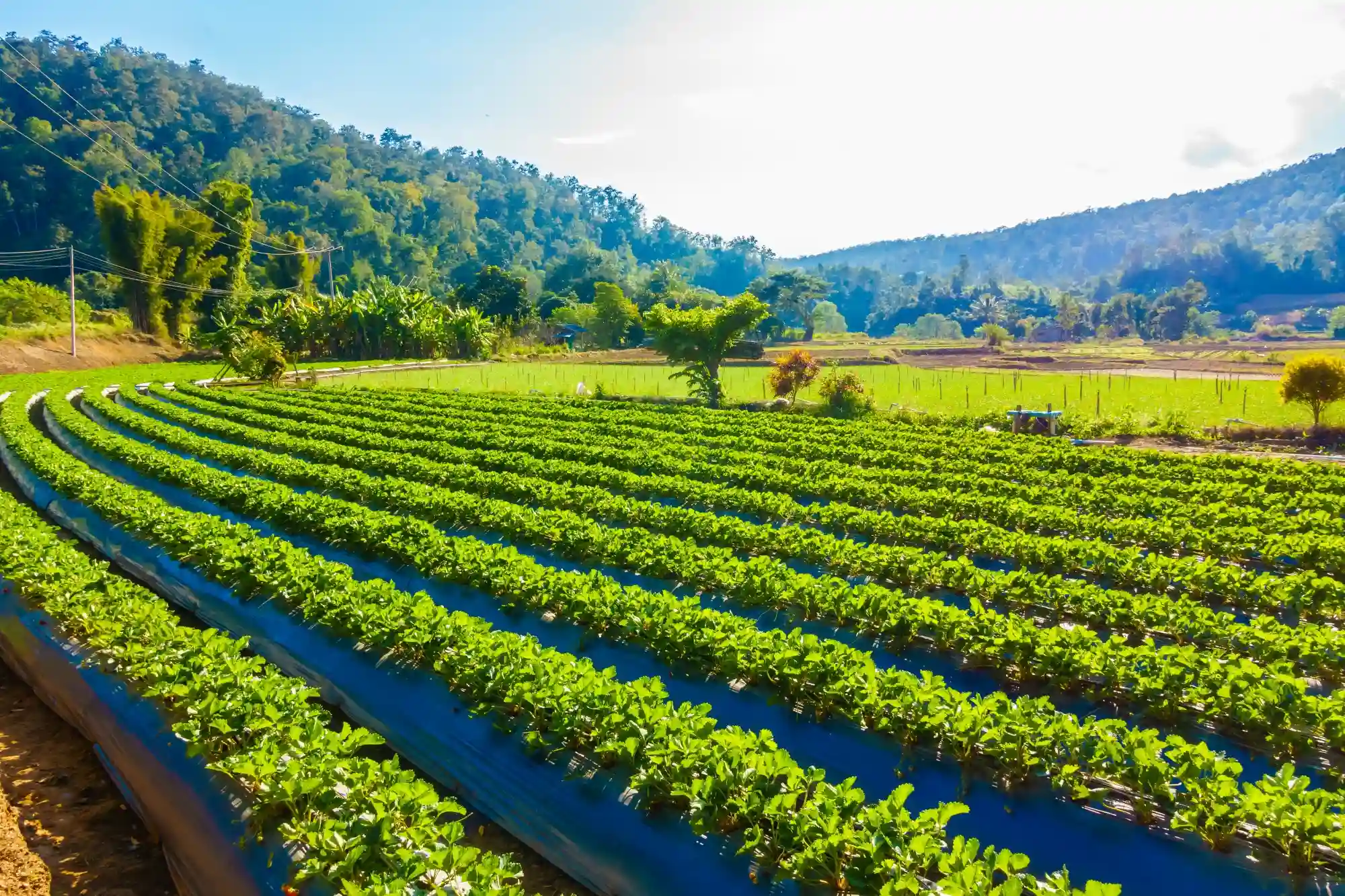 Regenerative Agriculture