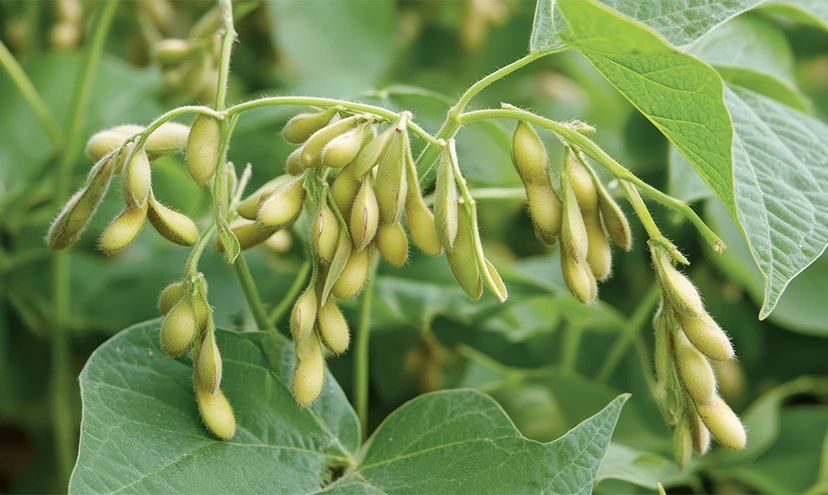 SOYABEAN major challenges