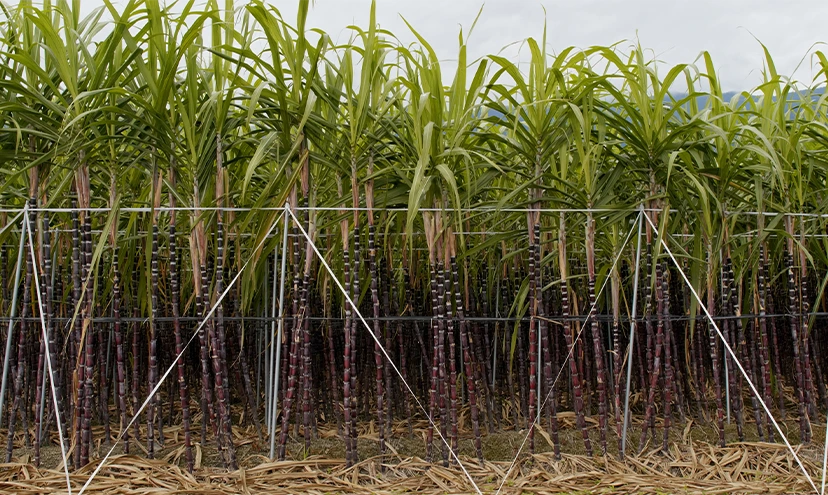 SUGARCANE major challenge